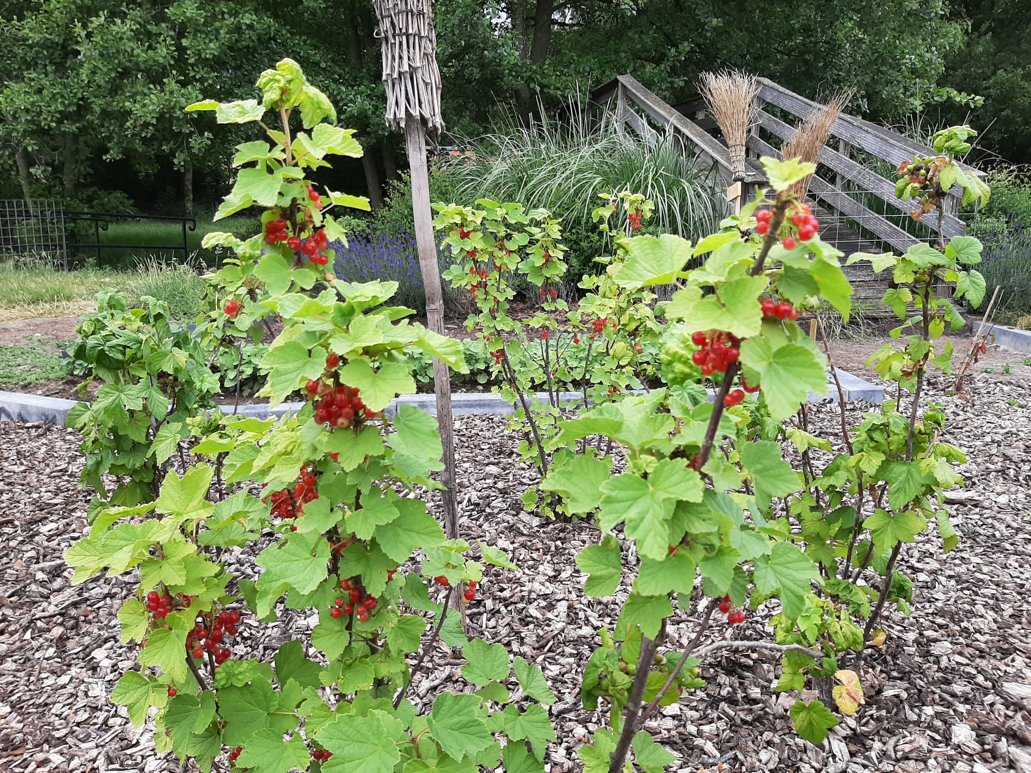 Zorgboerderij Wijchen bessen in moestuin