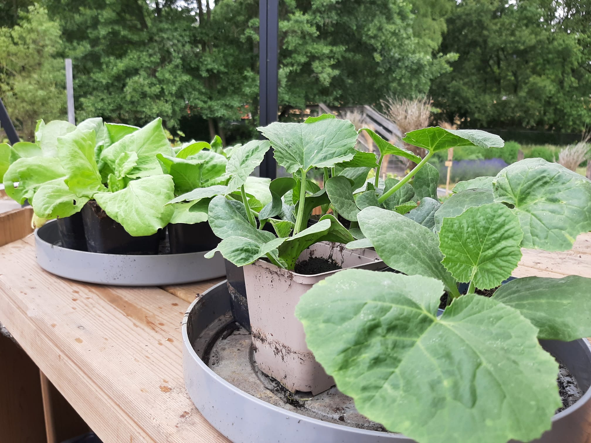 Zorgboerderij Wijchen werken in moestuin